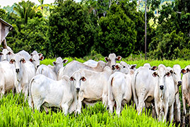 Animal Welfare